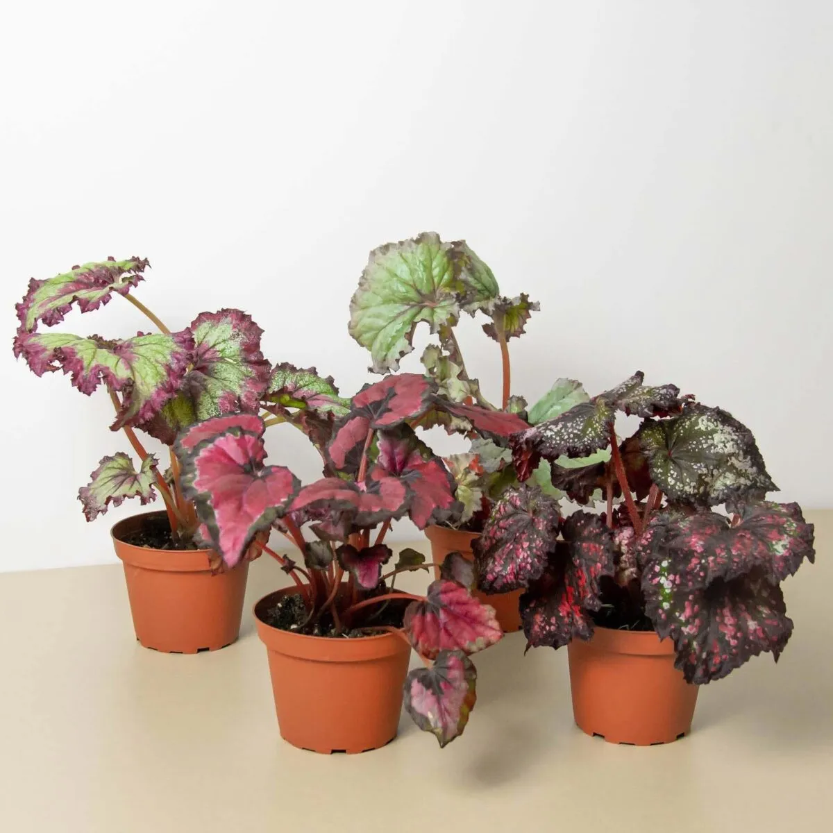 Begonia 'Rex' - 4 Pack Variety-4" Pot - Image 2