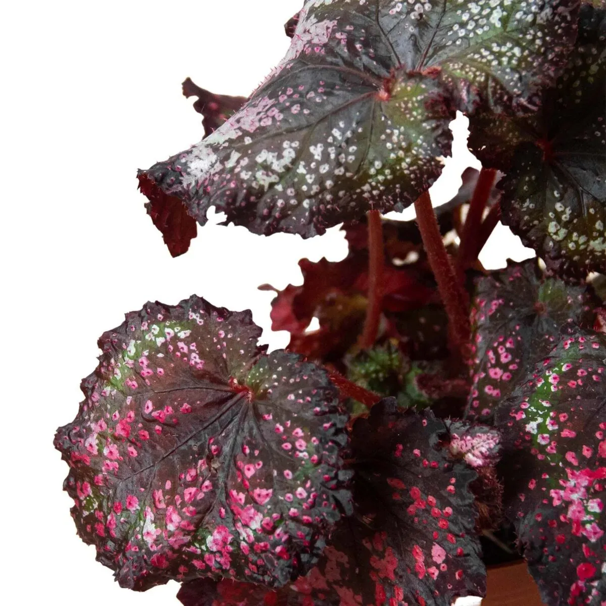 Begonia 'Rex' - 4 Pack Variety-4" Pot - Image 3