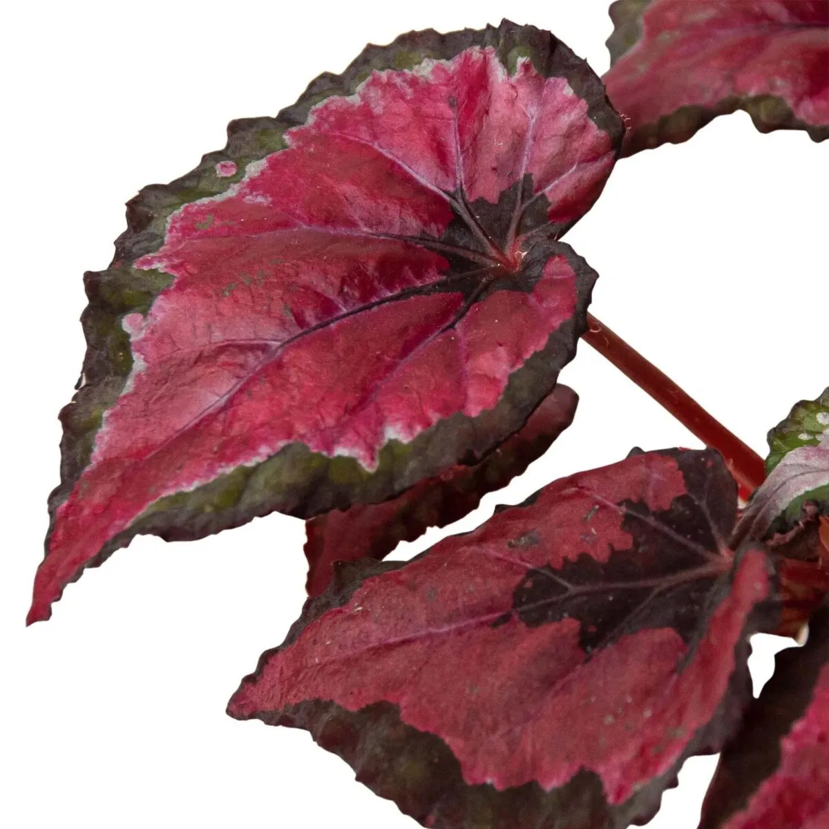 Begonia 'Rex' - 4 Pack Variety-4" Pot - Image 4