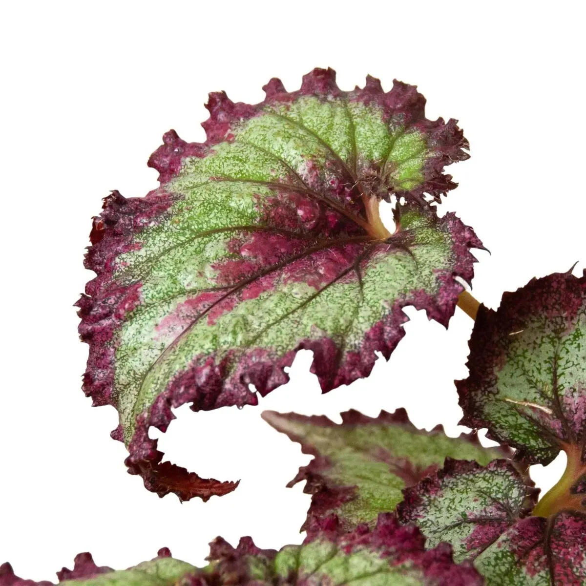 Begonia 'Rex' - 4 Pack Variety-4" Pot - Image 5