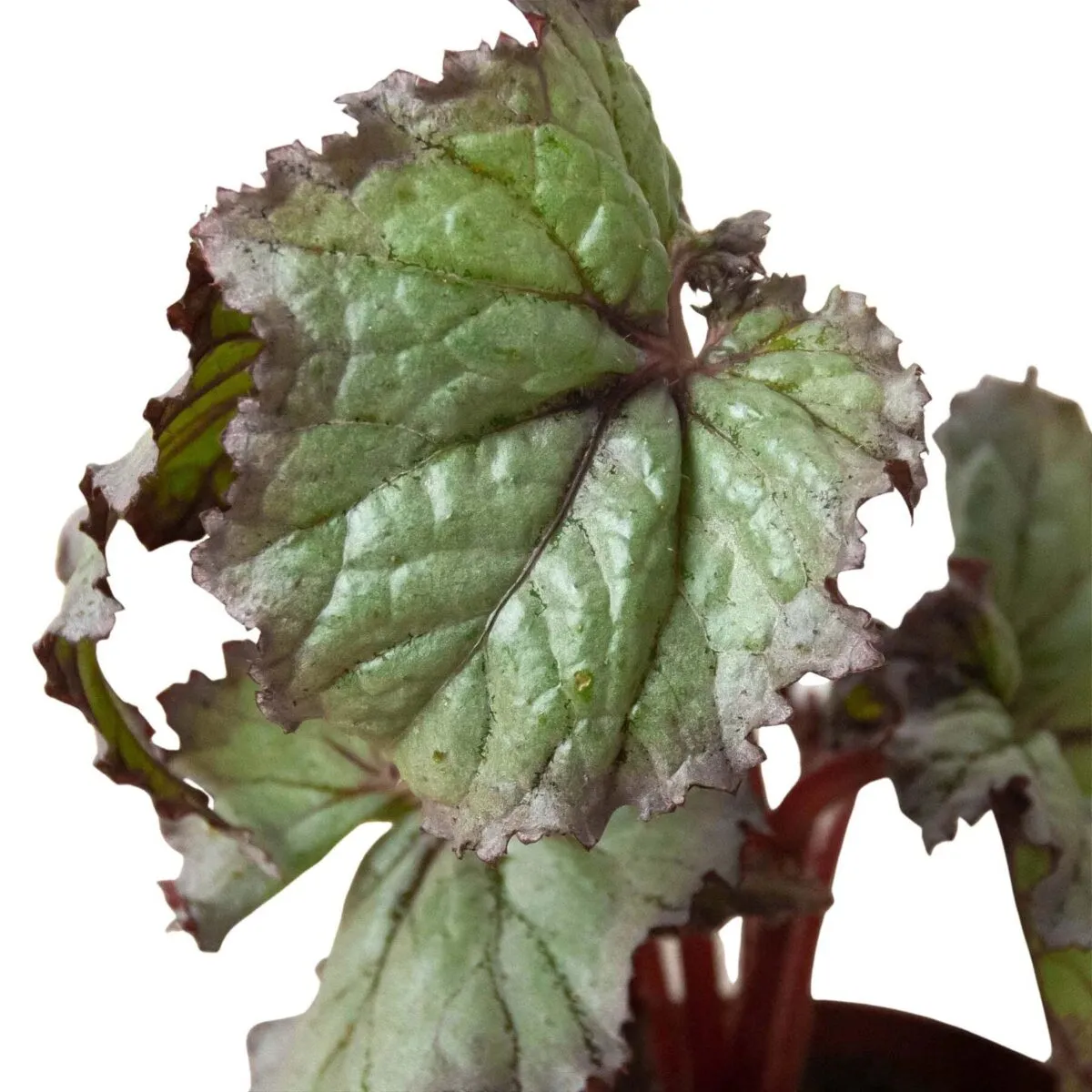 Begonia 'Rex' - 4 Pack Variety-4" Pot - Image 6
