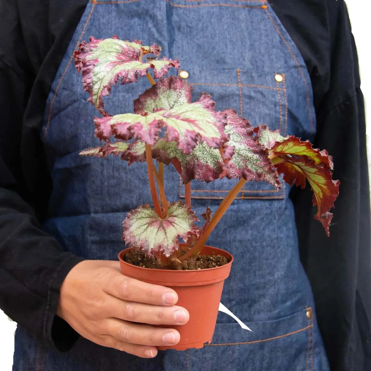 Begonia 'Rex' - 4 Pack Variety-4" Pot - Image 7