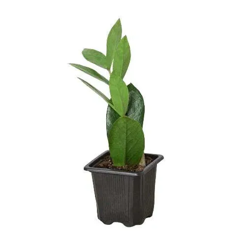 Zamioculcas Zamiifolia ZZ-8" Pot / Nursery Pot - Image 3