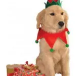 Elf Hat and Collar Pet Costume M L