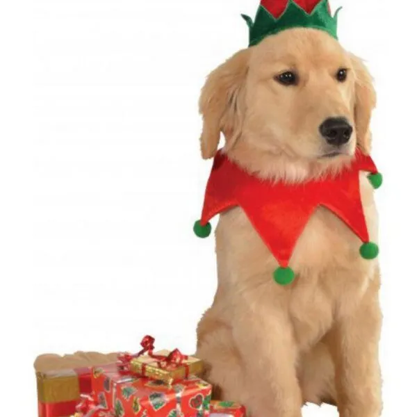 Elf Hat and Collar Pet Costume M L