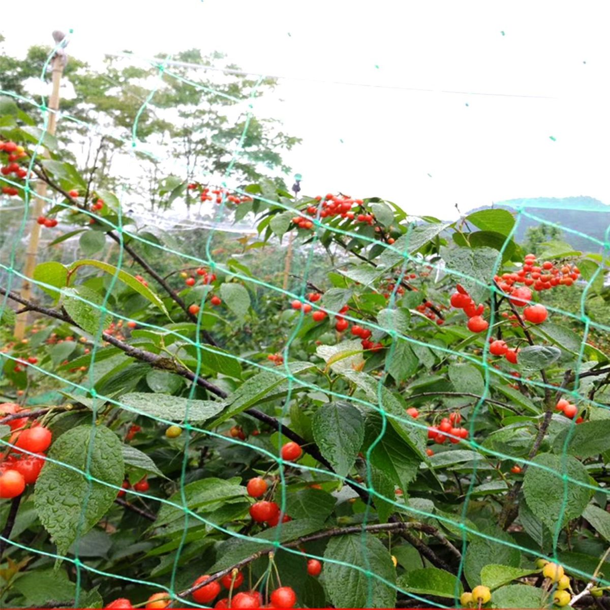 13x33ft Heavy-Duty PE Garden Netting, 430sqft Bird and Animal Protection, 0.6in x 0.6in Mesh, UV-Resistant, Multi-Purpose for Plants - Image 11