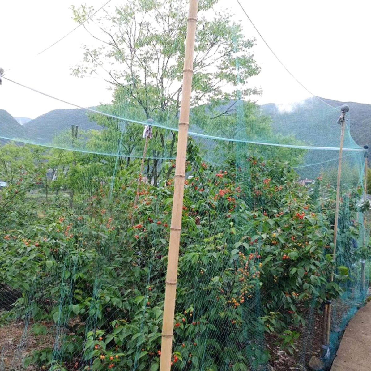 13x33ft Heavy-Duty PE Garden Netting, 430sqft Bird and Animal Protection, 0.6in x 0.6in Mesh, UV-Resistant, Multi-Purpose for Plants - Image 12